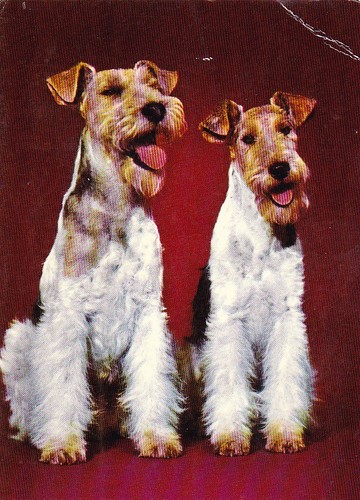 Fox terrier postcard - fox,