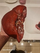 Liver prosthetic prop for