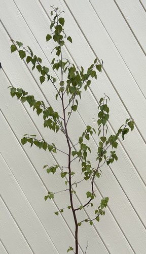 Silver birch tree betula - silver,
