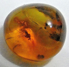 Genuine Baltic Amber with
