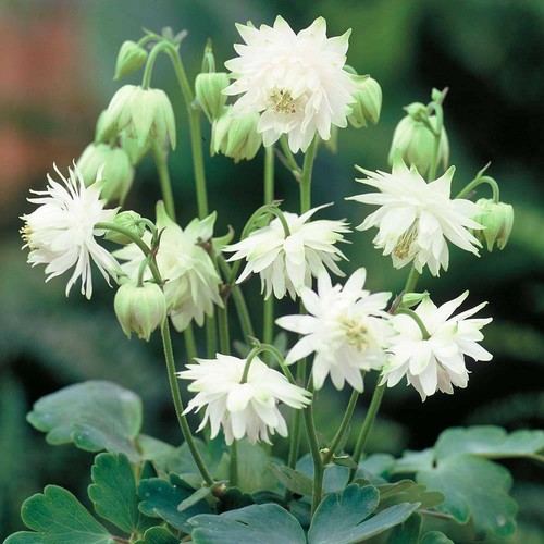 Aquilegia seeds flower - aquilegia,
