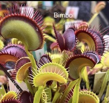Dionaea Muscipula Venus