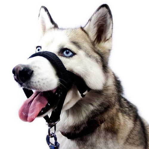 Dog mouth muzzle rope - mouth,