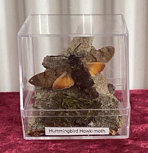 Hummingbird hawkmoth a1 - hummingbird,