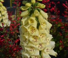 LARGE 5 Litre Pot - Foxglove