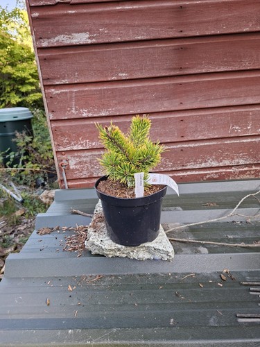 Pinus mugo laarr heide - mugo,