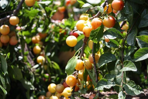 Cherry plum prunus - -,