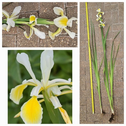 Iris orientalis tall - 3x,