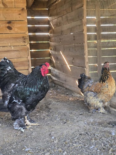 Beautiful mottled and - beautiful,