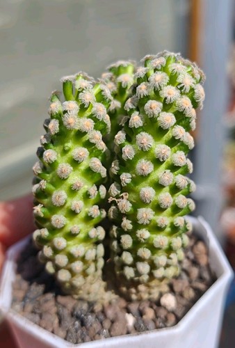 Mammillaria theresae rare - theresae,