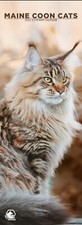 Maine Coon Cats Slim 2026