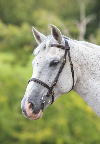 Shires velociti gara - gara, fancy