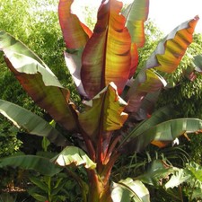 Red Abyssinian Banana Ensete