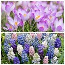 10 Beautiful Crocus & 10