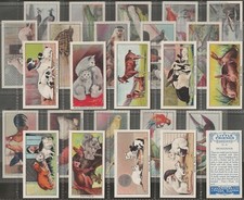 CAVANDERS-FULL SET- LITTLE