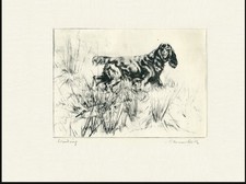 FIELD SPANIEL VINTAGE 1936 DOG