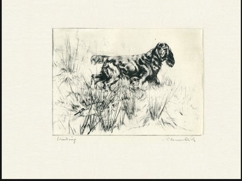 Field spaniel vintage - spaniel, 1936