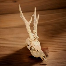 Genuine Scottish Roe Deer (Capreolus Capreolus) Antler Pair Rack Real Skull Bone