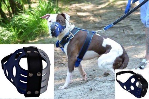 Muzzle american pitbull - muzzle,
