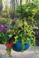 Petzl Elios Climbing Helmet Hanging Flower Basket Unique Outdoor Adventure