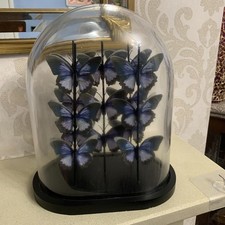 House Of Fraser Artificial Butterfly Cloche.