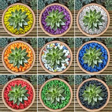 GardenersDream Coloured Plant Pot Garden Gravel - Premium Stones for Decoration