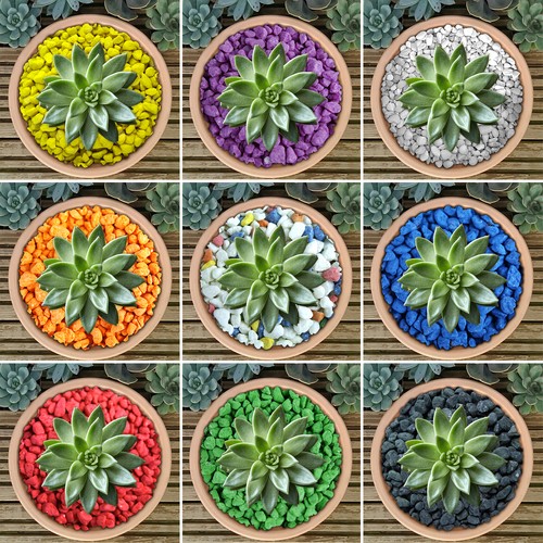 Gardenersdream coloured plant - gardenersdream,