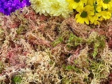 Sphagnum moss 100 natural - sphagnum, moss,