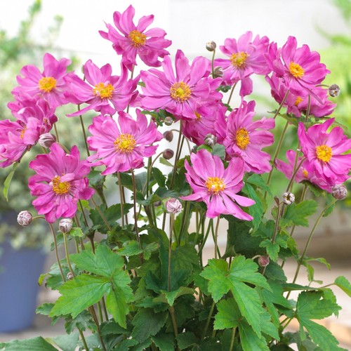 Anemone prinz heinrich - anemone,