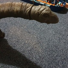 Jurassic World Apatosaurus