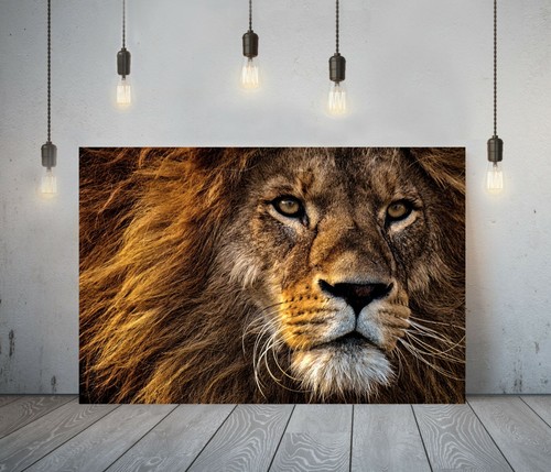 Lion deep framed - framed, canvas