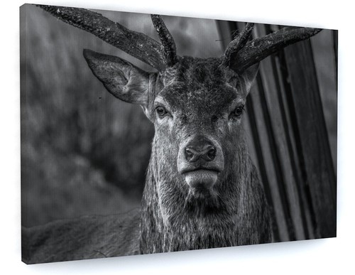 Animals deer stag - deer,