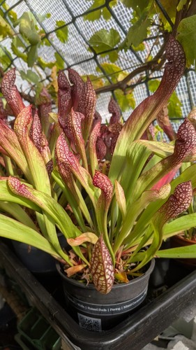 Sarracenia hybrid - hybrid, (