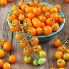 Tomato Sungold 3 Plug plants
