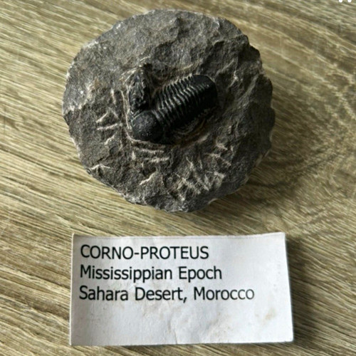 Corno proteus trilobite - corno-proteus,