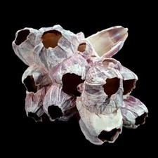 Medium large Real Barnacle