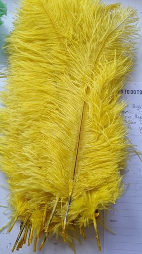 Ostrich feathers yellow - ostrich,