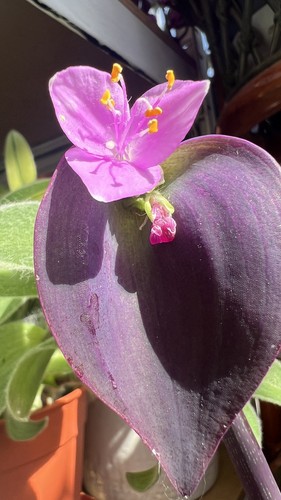 Tradescantia pallida kartuz - pallida,