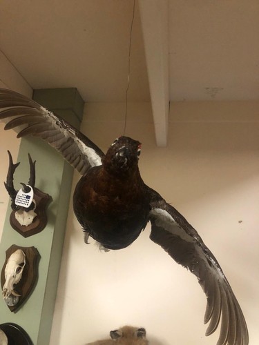 Red grouse flying - grouse,