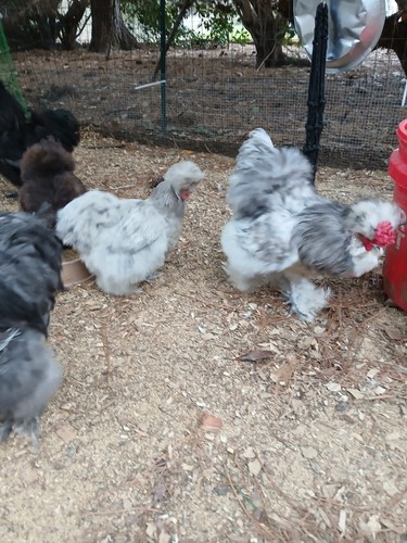Silkie chicken hatching - silkie,