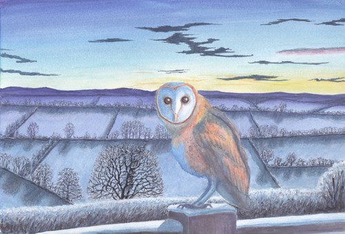 Barn owl christmas cards - owl,