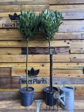Extra Large Laurus Nobilis Lollipop Standard Bay Tree 5ft Tall By Direct Plants