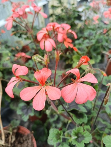 Pelargonium the boar - pelargonium, boar'