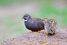 12 Chinese Painted Button King