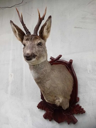 Real roe deer - roe-deer, antlers