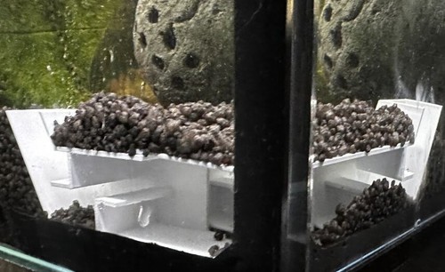 Corner shrimp aquarium tunnel - shrimp,