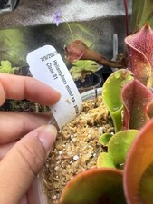 Heliamphora minor var. pilosa-