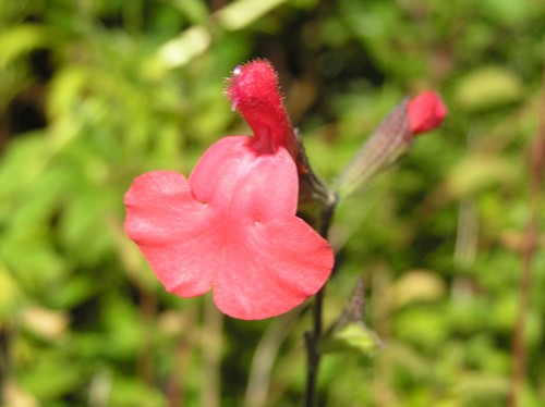 Salvia orange door - 'orange,