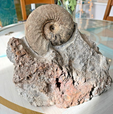 Kepplerites keppleri large - keppleri,