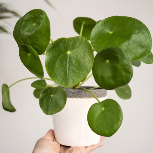 Money plant large indoor house - money,
